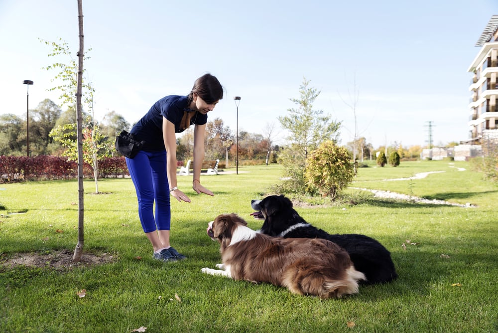 Pet Discipline